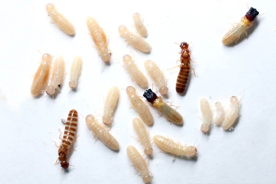 A drywood termite colony exposed inside timber, pale workers alongside soldiers with darker, blunt heads.