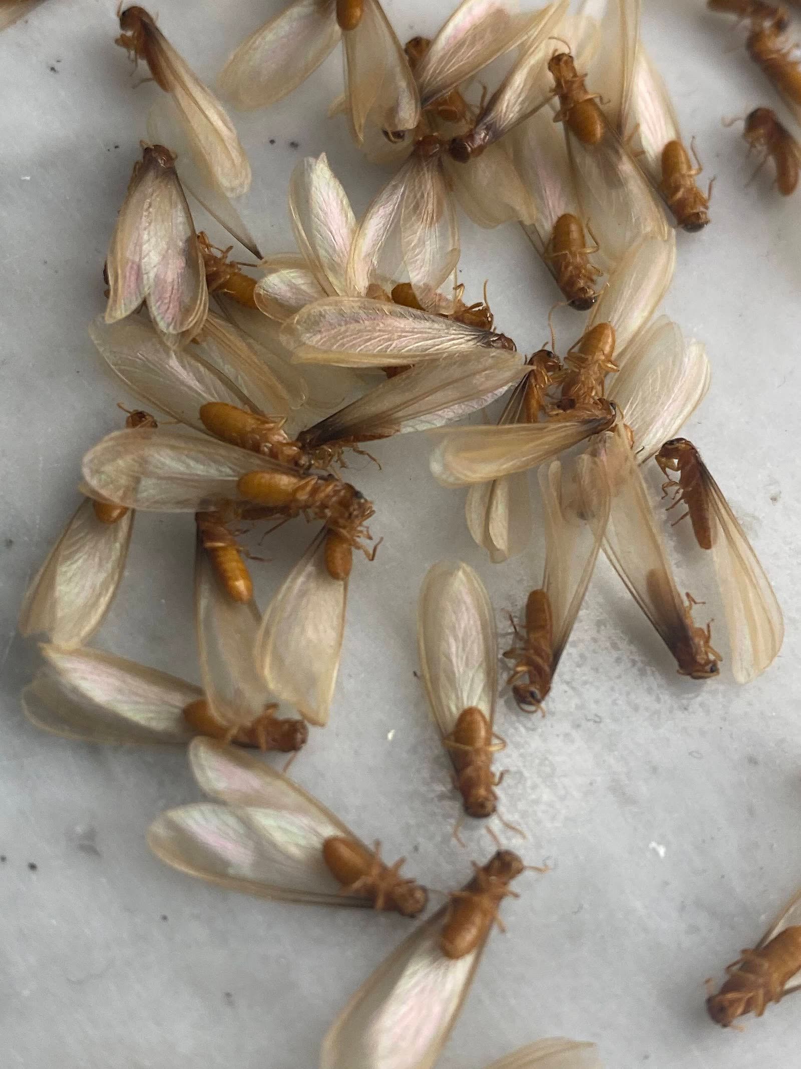 A heap of winged termites on a pale floor after a swarm, many with wings broken loose and lying beside the bodies.