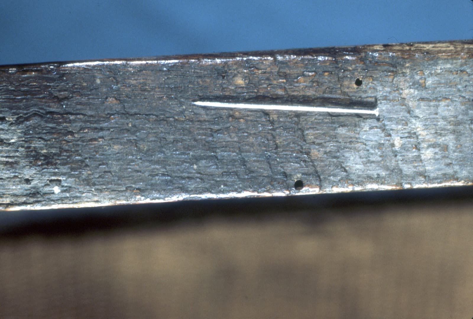 A wood surface dotted with tiny round exit holes beside a pin for scale, with fine pale powder around them.