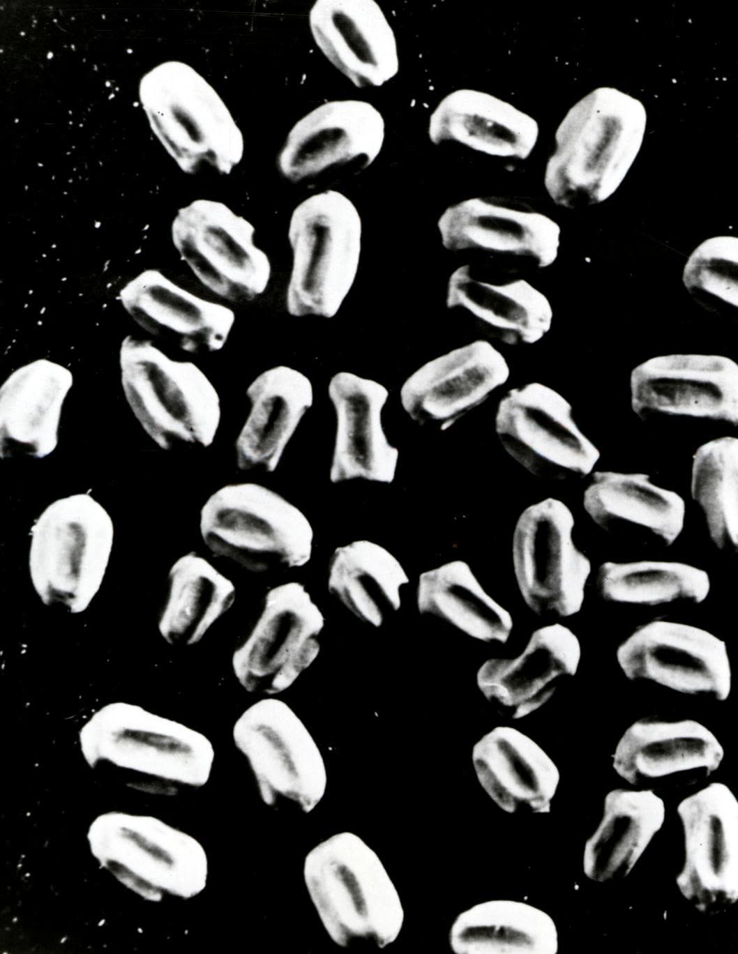 Drywood termite pellets against a black background, uniform hard grains with flat sides and rounded ends.