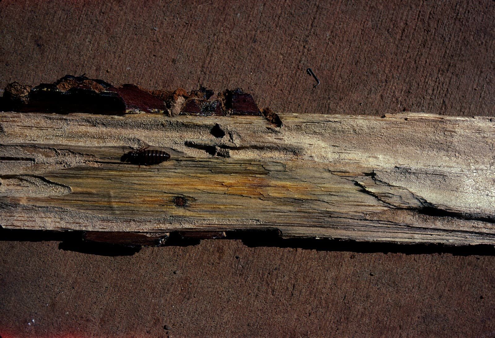 A block of softwood split open to show a network of galleries eaten through the grain, the tunnels following the softer wood.