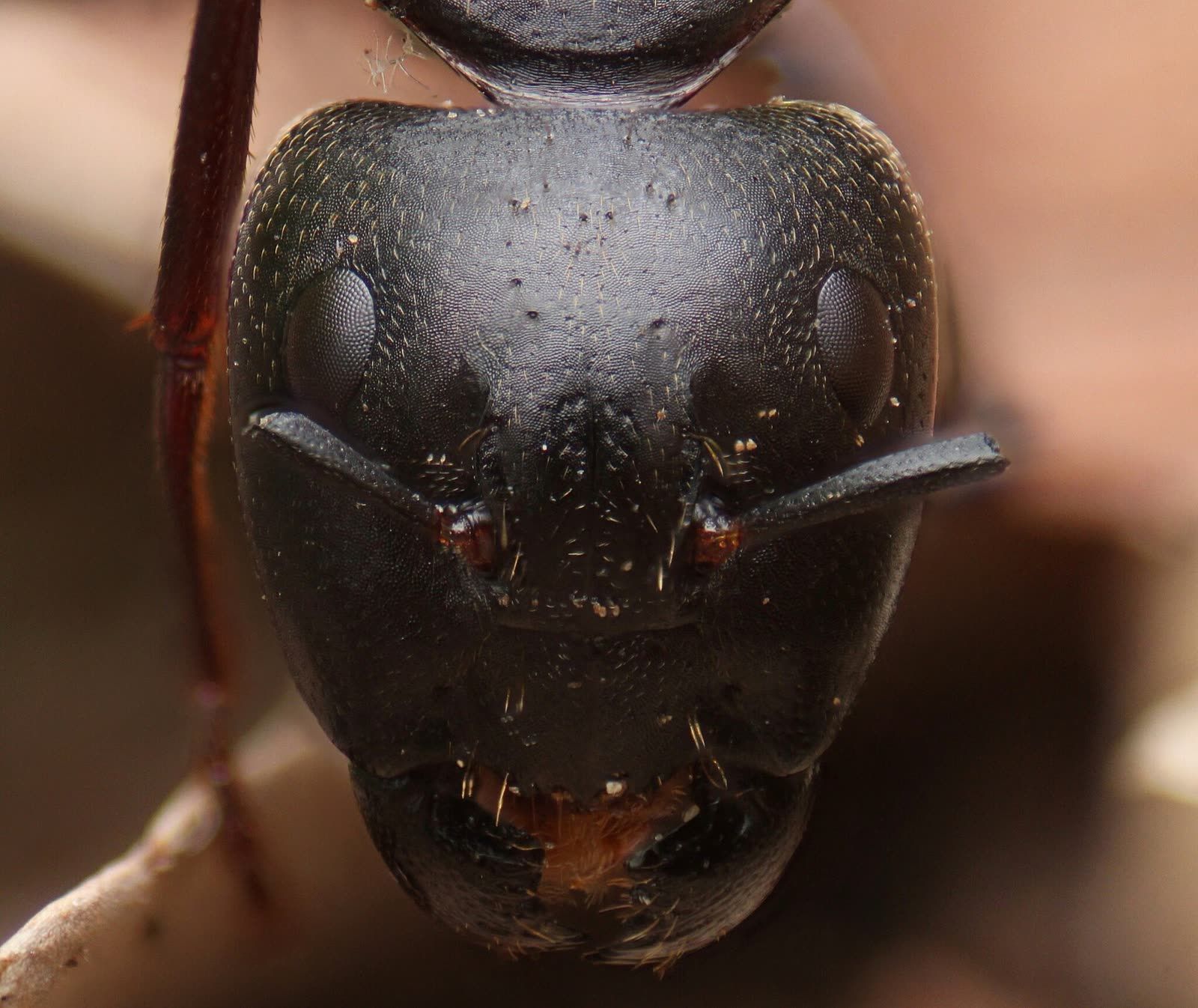 A black carpenter ant photographed head-on, showing the heavy jaws it uses to cut and carry wood particles out of the nest.