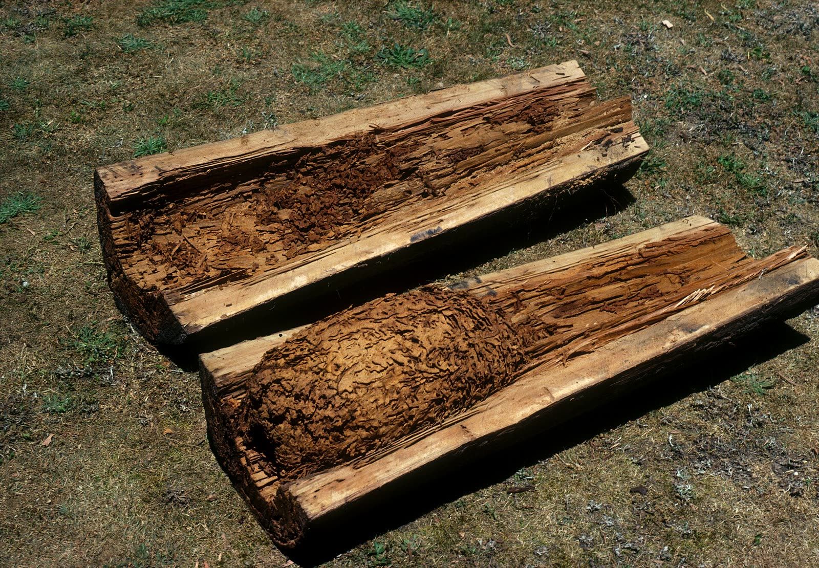 A timber pole split open lengthways, the inside eaten away into a wide cavity packed with dark nest material while the outer shell stays intact.