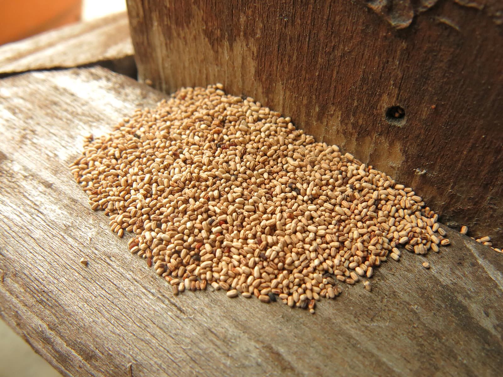 A small heap of drywood termite pellets on a wooden surface, the grains uniform and granular like coarse sand.