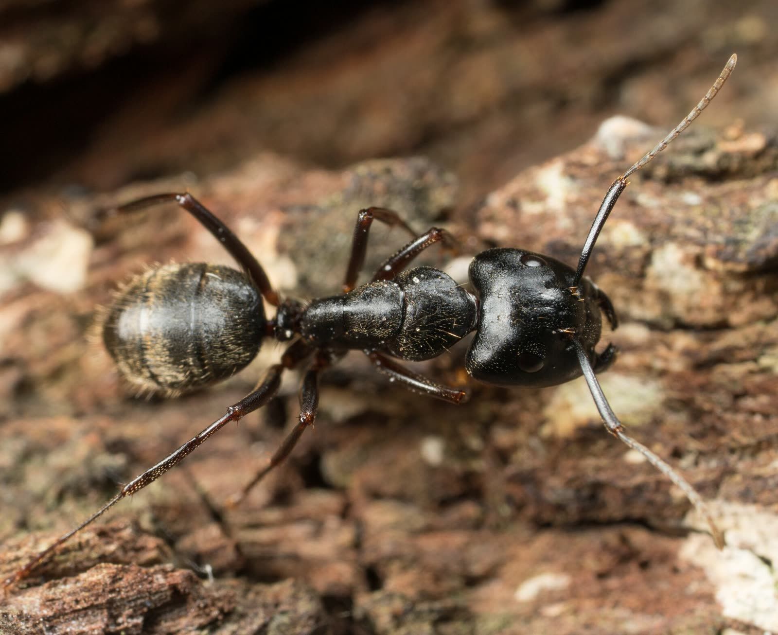 A black carpenter ant in profile, each antenna bent sharply at a joint partway along, and the body nipped to a narrow stalk between thorax and abdomen.