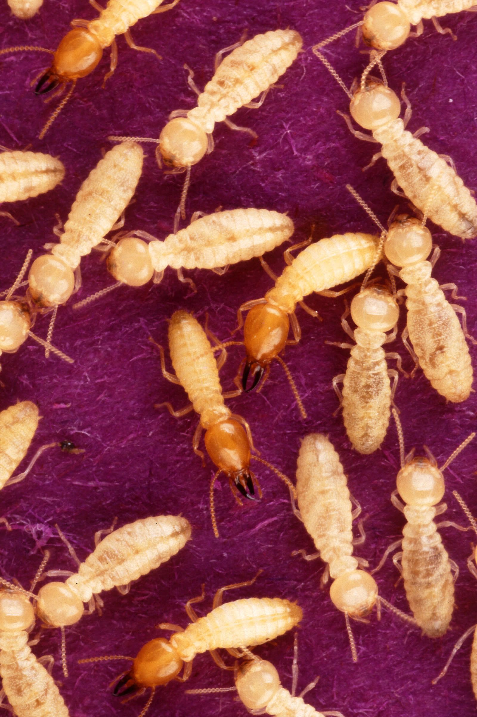 Formosan termite soldiers with orange, teardrop-shaped heads moving among smaller cream-colored workers.