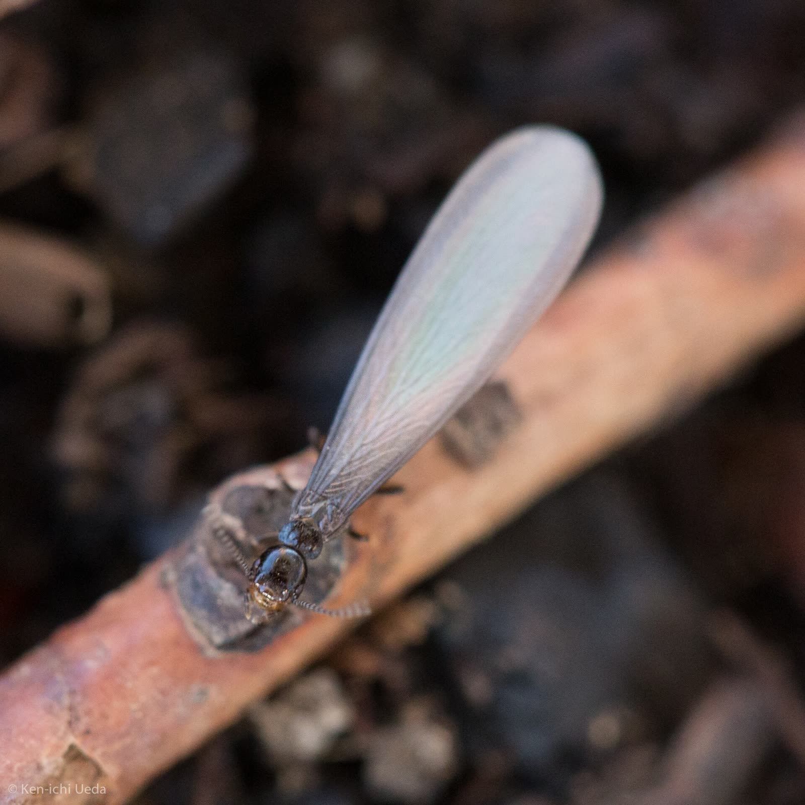 A winged termite on a twig, antennae running straight from the head, the body the same width along its length, and four pale wings of matching length reaching past the abdomen.