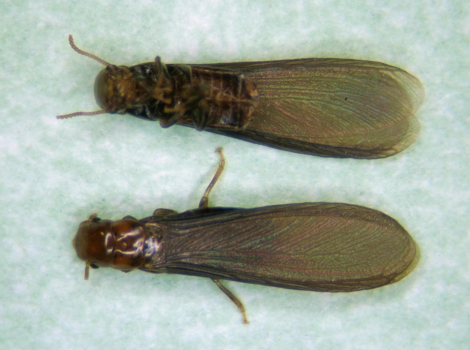 Two western drywood termite swarmers photographed from above, amber-brown bodies with four long wings of equal length folded flat over the back.