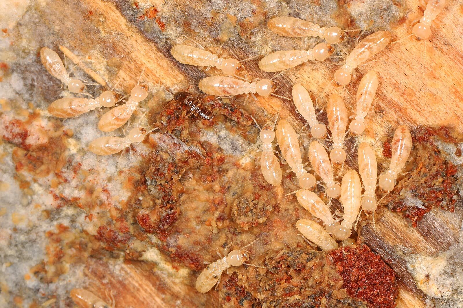 Pale subterranean termite workers packed into a channel in damp wood, the surrounding timber stained and soft.